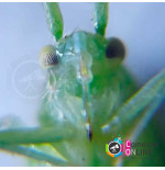 Mini microscopio para celular de 60x | resolución 4k + luz + luz ultravioleta