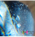 Mini microscopio para celular de 60x | resolución 4k + luz + luz ultravioleta